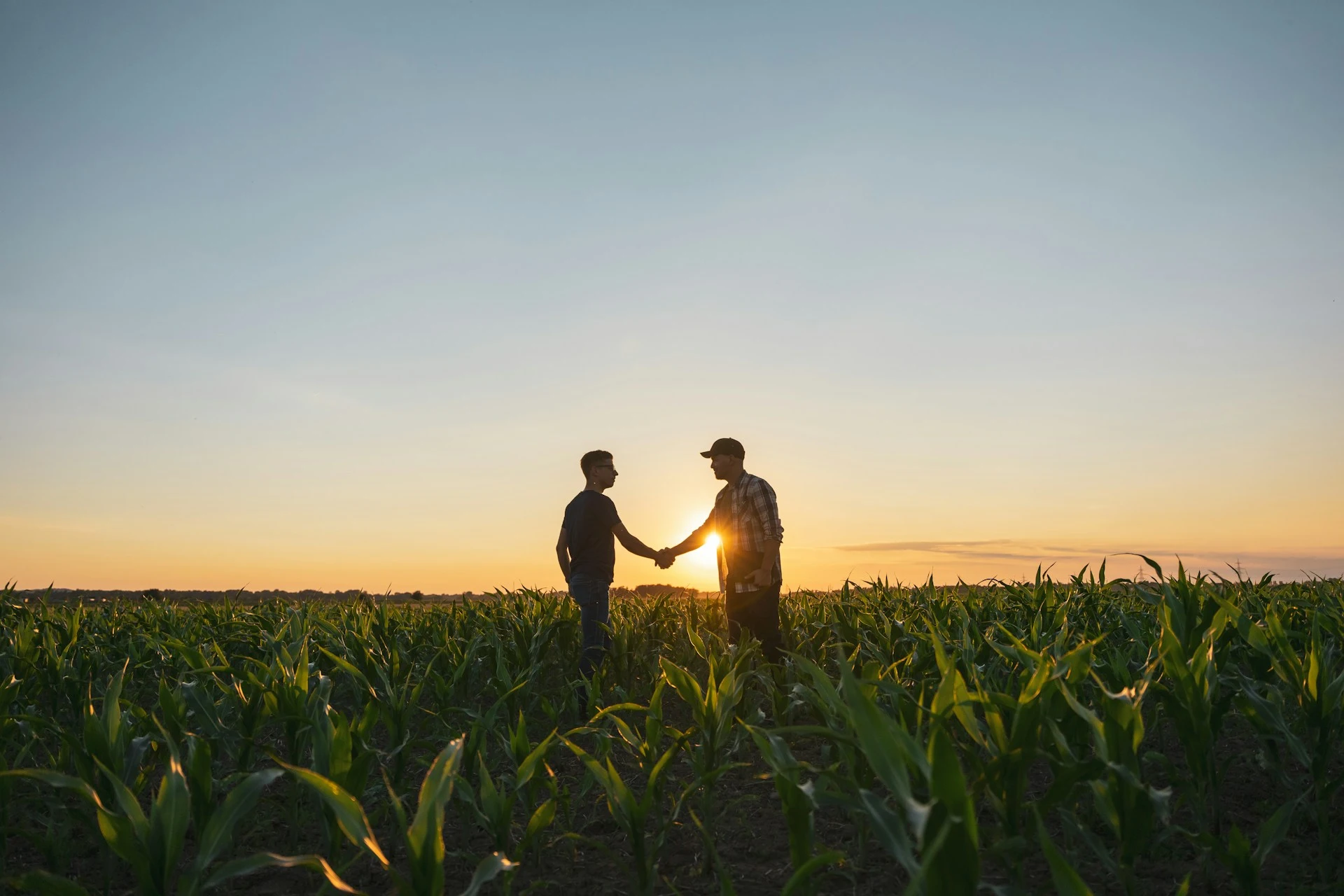Farmworkers in a field